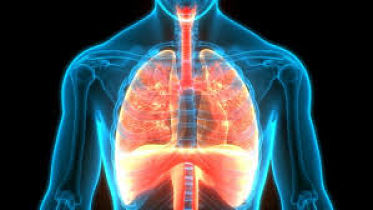 This is a picture a imagine of someone lungs.